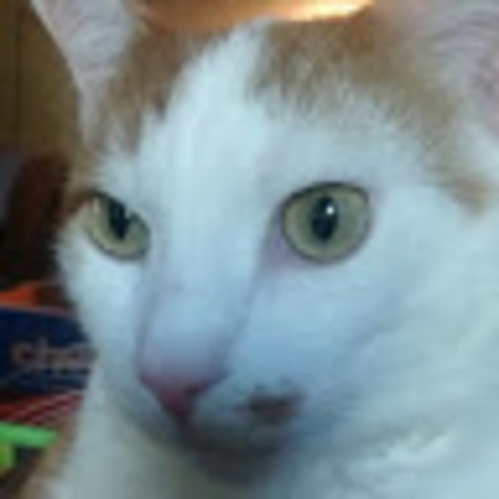 Meet your Posher, Penny